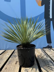 Palme - Yucca rostrata - 70 cm
