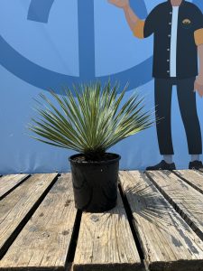 Palme - Yucca rostrata - 70 cm