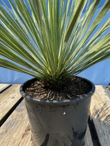 Palme - Yucca rostrata - 70 cm