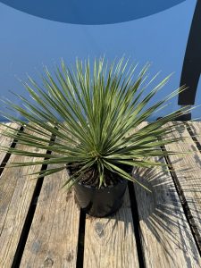 Palme - Yucca rostrata - 70 cm