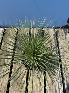 Palme - Yucca rostrata - 70 cm