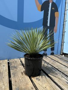 Palme - Yucca rostrata - 70 cm