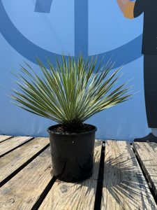 Palme - Yucca rostrata - 70 cm