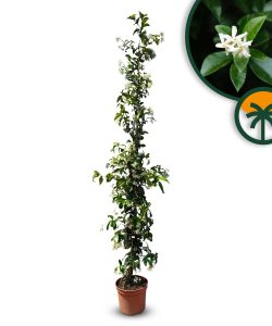 Toskanischer Sternjasmin - Trachelospermum jasminoides - 160-180 cm