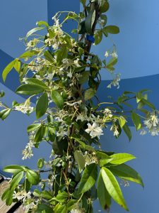 Toskanischer Sternjasmin - Trachelospermum jasminoides - 160-180 cm