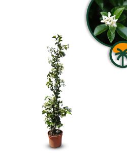 Toskanischer Sternjasmin - Trachelospermum jasminoides - 120-140 cm