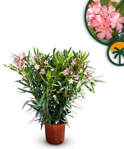 Rosa Oleander - Nerium oleander - 80-100 cm