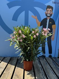 Rosa Oleander - Nerium oleander - 80-100 cm