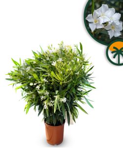 Weißer Oleander - Nerium oleander - 80-100 cm