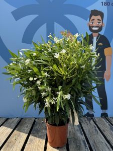 Weißer Oleander - Nerium oleander - 80-100 cm