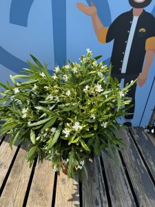 Weißer Oleander - Nerium oleander - 80-100 cm