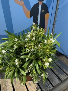 Weißer Oleander - Nerium oleander - 80-100 cm