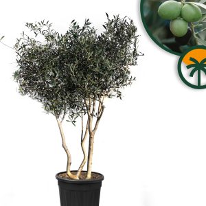 Olivenbaum mehrstämmig - Olea europaea - Winterhart - 180-200 cm