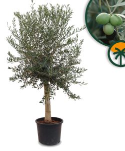 Olivenbaum - Olea europaea - 30 Jahre - 190 cm - glatter Stamm