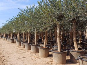 Olivenbaum - Olea europaea - 30 Jahre - 190 cm - glatter Stamm
