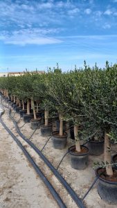 Olivenbaum - Olea europaea - 30 Jahre - 190 cm - glatter Stamm