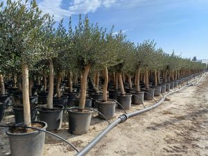 Olivenbaum - Olea europaea - 30 Jahre - 190 cm - glatter Stamm