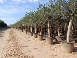 Olivenbaum - Olea europaea - 30 Jahre - 190 cm - glatter Stamm