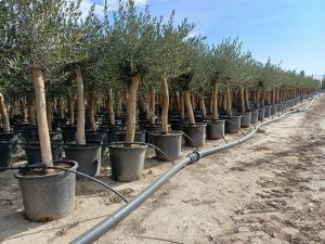 Olivenbaum - Olea europaea - 30 Jahre - 190 cm - glatter Stamm