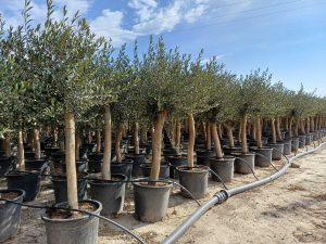 Olivenbaum - Olea europaea - 30 Jahre - 190 cm - glatter Stamm