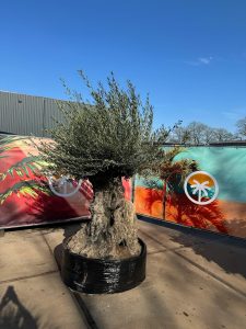 Olivenbaum Bonsai - Olea europaea - 300 Jahre alt - 240 cm