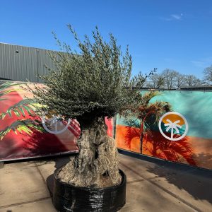 Olivenbaum Bonsai - Olea europaea - 300 Jahre alt - 240 cm