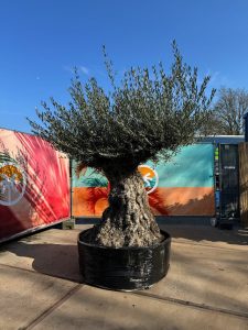 Olivenbaum Bonsai - Olea europaea - 300 Jahre alt - 240 cm