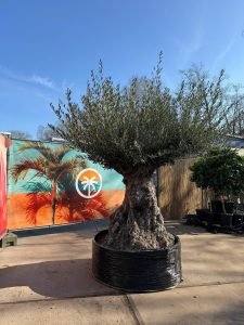 Olivenbaum Bonsai - Olea europaea - 300 Jahre alt - 240 cm