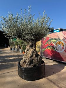 Olivenbaum Bonsai - Olea europaea - 300 Jahre alt - 240 cm