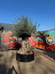 Olivenbaum Bonsai - Olea europaea - 300 Jahre alt - 240 cm