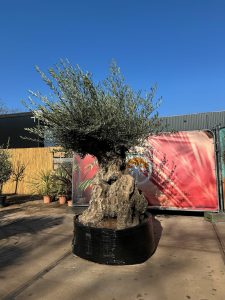 Olivenbaum Bonsai - Olea europaea - 300 Jahre alt - 240 cm