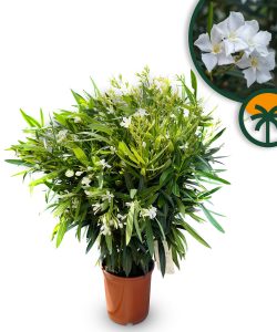 Weißer Oleander - Nerium oleander - 120 cm