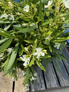 Weißer Oleander - Nerium oleander - 120 cm