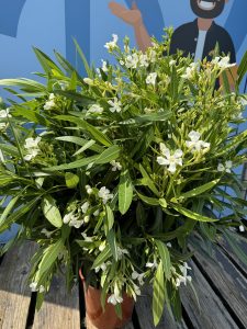 Weißer Oleander - Nerium oleander - 120 cm