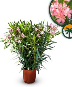 Rosa Oleander - Nerium oleander - 120 cm