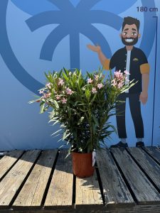 Rosa Oleander - Nerium oleander - 120 cm