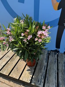 Rosa Oleander - Nerium oleander - 120 cm