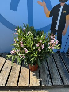Rosa Oleander - Nerium oleander - 120 cm