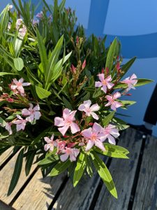 Rosa Oleander - Nerium oleander - 120 cm