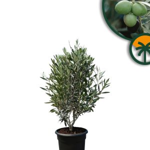 Olivenstrauch - Olea europaea - Winterhart - 80-100 cm