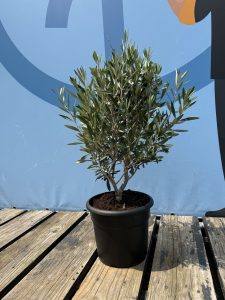 Olivenstrauch - Olea europaea - Winterhart - 80-100 cm