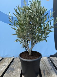 Olivenstrauch - Olea europaea - Winterhart - 80-100 cm
