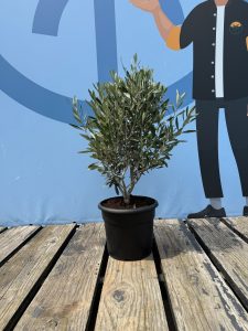 Olivenstrauch - Olea europaea - Winterhart - 80-100 cm