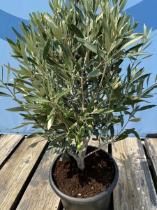Olivenstrauch - Olea europaea - Winterhart - 80-100 cm