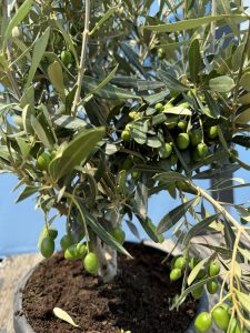 Olivenstrauch - Olea europaea - Winterhart - 80-100 cm