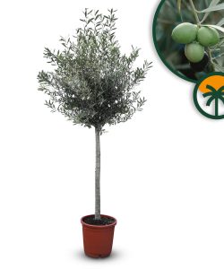 Olivenbaum - Olea europaea - 170 cm - 15 Jahre alt