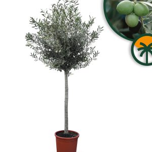 Olivenbaum - Olea europaea - 170 cm - 15 Jahre alt