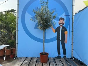 Olivenbaum - Olea europaea - 170 cm - 15 Jahre alt