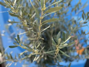 Olivenbaum - Olea europaea - 170 cm - 15 Jahre alt
