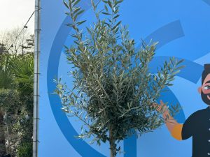 Olivenbaum - Olea europaea - 170 cm - 15 Jahre alt